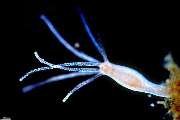 Kraken рабочая ссылка 2025
